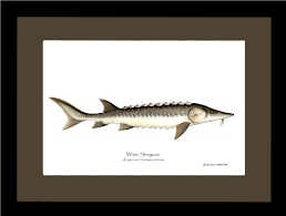 Image result for Acipenser transmontanus