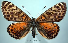 Attēlu rezultāti vaicājumam “Melitaea didyma”