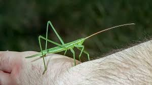 Attēlu rezultāti vaicājumam “Tettigoniodea”