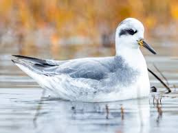Attēlu rezultāti vaicājumam “Phalaropus fulicarius”