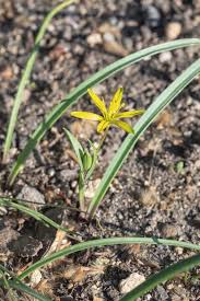 Attēlu rezultāti vaicājumam “Gagea pratensis flower”