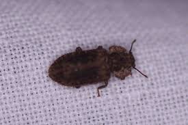 Attēlu rezultāti vaicājumam “Bitoma crenata imago”