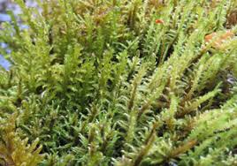 Attēlu rezultāti vaicājumam “Palustriella commutata sporophyte”