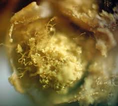 Attēlu rezultāti vaicājumam “Trichia ambigua macro”