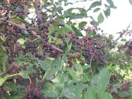 Attēlu rezultāti vaicājumam “Sambucus nigra fruit”