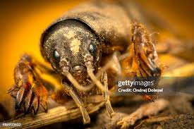 Attēlu rezultāti vaicājumam “Gryllotalpa gryllotalpa”