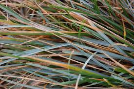 Attēlu rezultāti vaicājumam “Sesleria caerulea leaf”