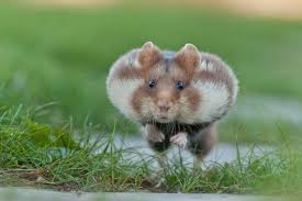 Image result for хомяк