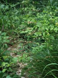 Attēlu rezultāti vaicājumam “Melica nutans leaf”
