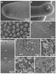 Attēlu rezultāti vaicājumam “Nematomorpha”