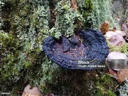 Attēlu rezultāti vaicājumam “Ischnoderma benzoinum”