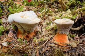 Attēlu rezultāti vaicājumam “Hydnellum ferrugineum”