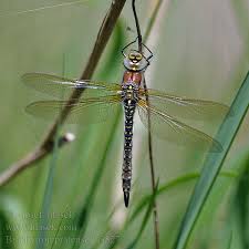 Attēlu rezultāti vaicājumam “Brachytron pratense”