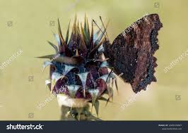 Attēlu rezultāti vaicājumam “Nymphalis polychloros underside”