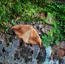 Attēlu rezultāti vaicājumam “Drepana falcataria”