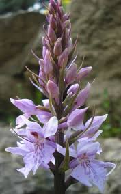 Attēlu rezultāti vaicājumam “Dactylorhiza fuchsii bud”
