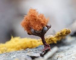 Attēlu rezultāti vaicājumam “Metatrichia vesparia stalked”