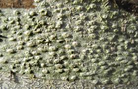 Attēlu rezultāti vaicājumam “Pertusaria leioplaca”