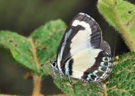 Attēlu rezultāti vaicājumam “Polyommatinae”