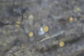 Attēlu rezultāti vaicājumam “Cribraria microcarpa”