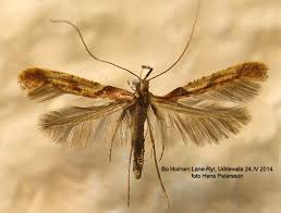 Attēlu rezultāti vaicājumam “Caloptilia hemidactylella”