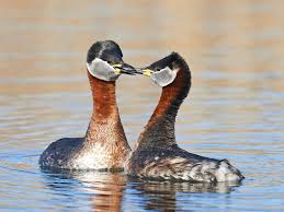 Attēlu rezultāti vaicājumam “Podiceps grisegena adult”