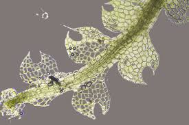 Attēlu rezultāti vaicājumam “Cephalozia lunulifolia”