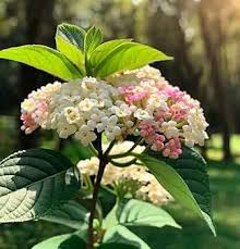Attēlu rezultāti vaicājumam “Viburnum lantana  flower”