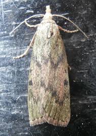 Attēlu rezultāti vaicājumam “Aphomia sociella female”