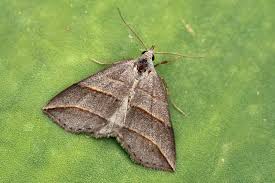 Attēlu rezultāti vaicājumam “Colobochyla salicalis”