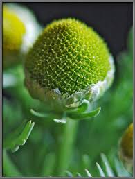 Attēlu rezultāti vaicājumam “Matricaria discoidea flower”