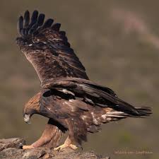 Attēlu rezultāti vaicājumam “Aquila chrysaetos adult”