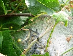 Attēlu rezultāti vaicājumam “Yponomeuta evonymella larva”
