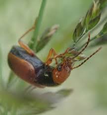 Attēlu rezultāti vaicājumam “Diachromus germanus”