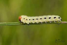 Attēlu rezultāti vaicājumam “Diprion pini”