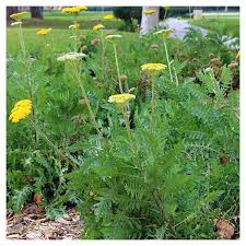 Attēlu rezultāti vaicājumam “Achillea salicifolia leaf”