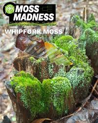 Attēlu rezultāti vaicājumam “Dicranum flagellare”