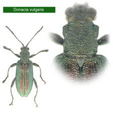 Attēlu rezultāti vaicājumam “Donacia”