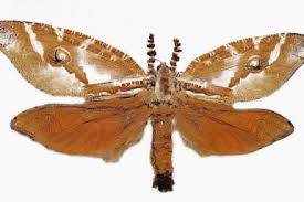 Attēlu rezultāti vaicājumam “Hepialidae”