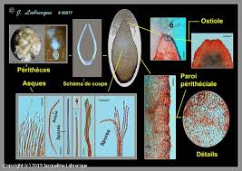 Attēlu rezultāti vaicājumam “Torrubiella arachnophila”