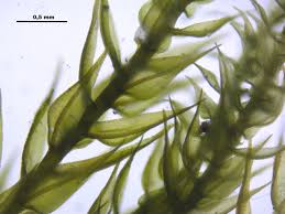 Attēlu rezultāti vaicājumam “Hygroamblystegium tenax”