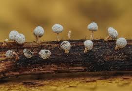 Attēlu rezultāti vaicājumam “Didymium proximum macro”