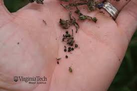 Attēlu rezultāti vaicājumam “Echium vulgare bud”