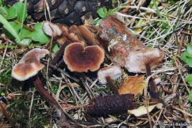 Attēlu rezultāti vaicājumam “Auriscalpium vulgare”