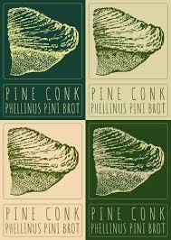 Attēlu rezultāti vaicājumam “Phellinus pini”