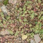 Attēlu rezultāti vaicājumam “Sedum pallidum leaf”