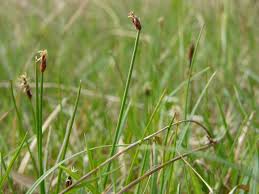 Attēlu rezultāti vaicājumam “Eleocharis uniglumis”