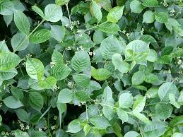 Attēlu rezultāti vaicājumam “Hordelymus europaeus leaf”