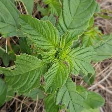 Attēlu rezultāti vaicājumam “Amaranthus retroflexus leaf”