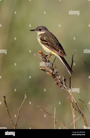 Attēlu rezultāti vaicājumam “Motacilla flava flava adult”